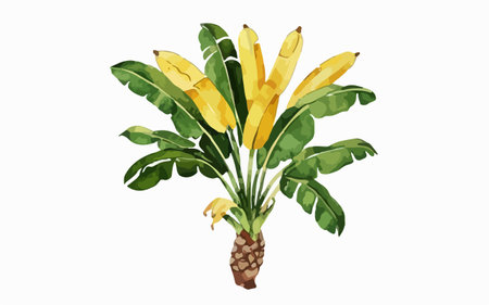 Banana tree with bunch of bananas isolated on white background. Vector illustration.のイラスト素材