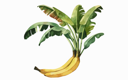 Banana tree isolated on white background. Hand drawn vector illustration.のイラスト素材