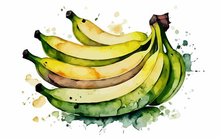 Watercolor illustration of a bunch of bananas on a white background.のイラスト素材