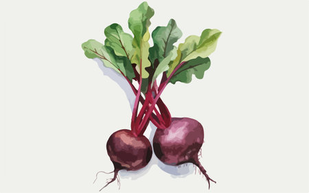 Beetroot vector illustration on white background. Vegetarian food.のイラスト素材