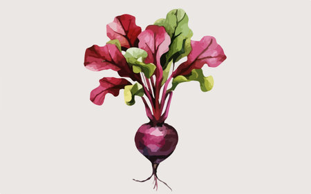 Beetroot in watercolor style on white background. Vector illustration.