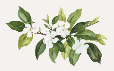 Illustration of a branch of an apple tree with white flowers.のイラスト素材