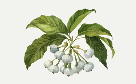 Branch with green leaves and white berries. Vector illustration in watercolor style.のイラスト素材