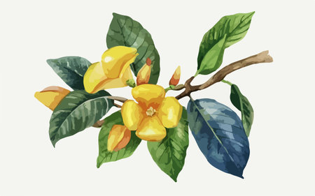 Beautiful watercolor illustration of yellow flowers on a branch with leavesのイラスト素材