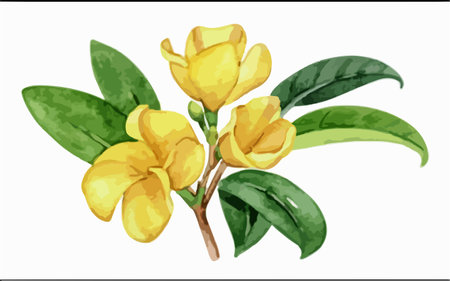 Illustration of yellow frangipani flowers on a white backgroundのイラスト素材