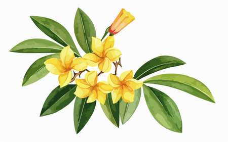 Illustration of yellow frangipani flowers on a white backgroundのイラスト素材