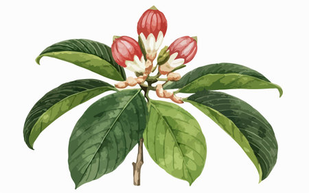 Illustration of a Rhododendron plant on a white backgroundのイラスト素材