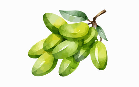 Illustration of green grapes on a white background. Vector illustration.のイラスト素材