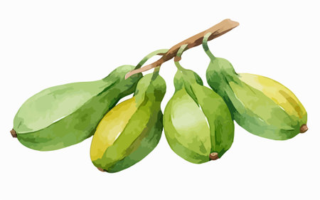 Zucchini on white background. Watercolor illustration. Vector.のイラスト素材