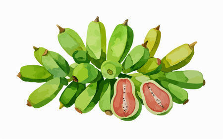 Bunch of green bananas isolated on white background. Vector illustration.のイラスト素材