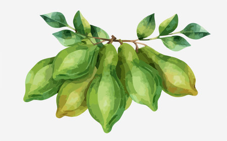 Illustration of green fruits of carambola on white background.のイラスト素材
