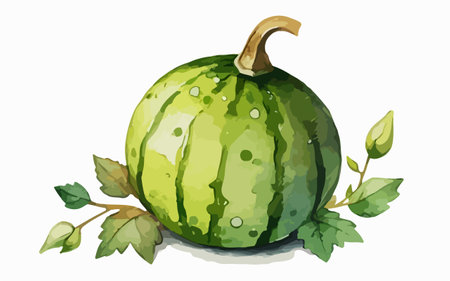 Watermelon with leaves on a white background. Vector watercolor illustration.のイラスト素材