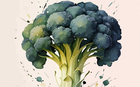 Broccoli illustration in watercolor style. Broccoli vector illustration.のイラスト素材