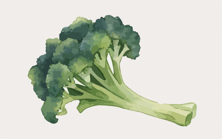 Broccoli. Vector illustration. Isolated on a white background.のイラスト素材