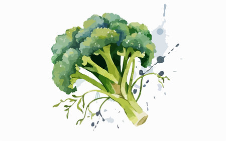 Broccoli isolated on white background. Vector illustration. Eps 10.のイラスト素材