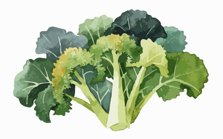 Cauliflower and Broccoli. Vector illustration on white background.のイラスト素材