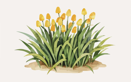 Yellow tulips on a white background. Vector illustration in a flat style.のイラスト素材