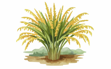 Illustration of yellow rice plant in the field on a white backgroundのイラスト素材