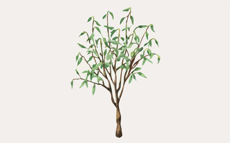 Eucalyptus tree isolated on white background. Vector illustration.のイラスト素材