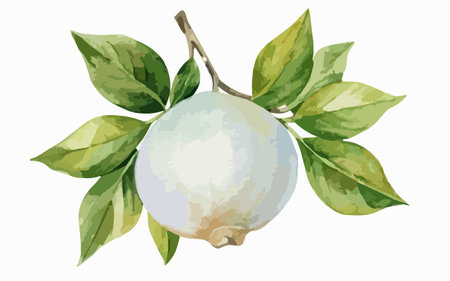 Illustration of a lemon on a branch with leaves on a white backgroundのイラスト素材