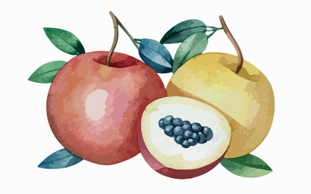 Watercolor illustration of apples and pomegranate on white backgroundのイラスト素材