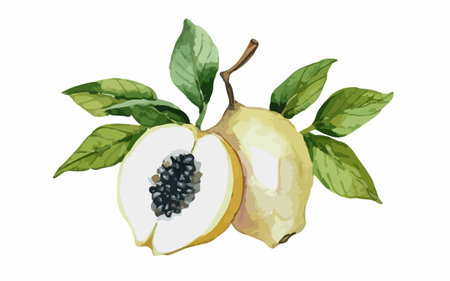 Whole and half quince with leaves, watercolor illustration.のイラスト素材