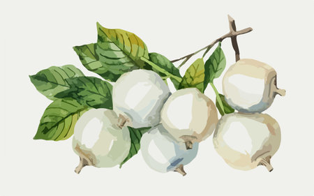 Illustration of ripe white feijoa fruits with green leaves.のイラスト素材