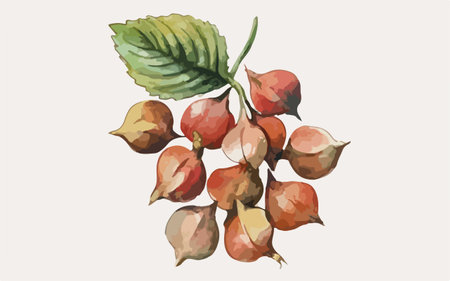 Illustration of hazelnuts. Hand drawn watercolor illustration.のイラスト素材