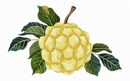 Custard apple isolated on white background. Vector illustration in watercolor style.