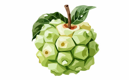 Custard apple on a white background. Vector illustration in cartoon style.のイラスト素材