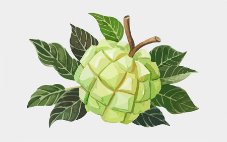 Watercolor illustration of a custard apple on a white background.のイラスト素材