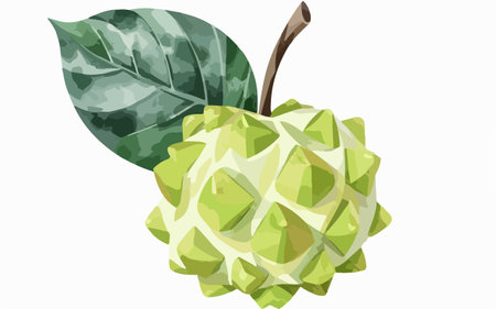 Illustration of a green custard apple on a white background.のイラスト素材