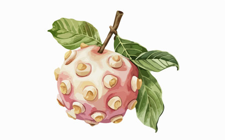 Illustration of a pink guava fruit on a white background.