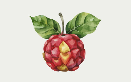 Raspberry vector illustration. Hand drawn watercolor illustration of raspberry.