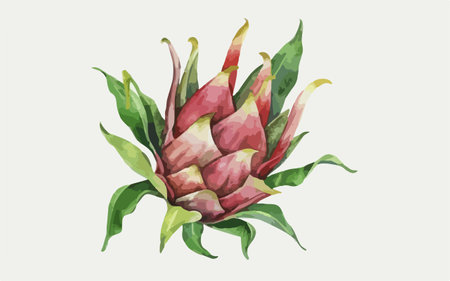 Dragon fruit. Hand drawn watercolor illustration isolated on white background.のイラスト素材