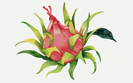 Dragon fruit on a white background. Watercolor illustration. Vector.のイラスト素材