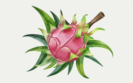 Dragon fruit on a white background. Vector illustration in watercolor style.のイラスト素材