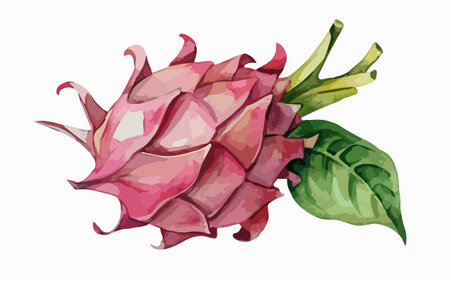 Dragon fruit, hand drawn watercolor illustration on a white background.のイラスト素材