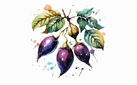 Hand drawn watercolor illustration of eggplants. Vector illustration.のイラスト素材