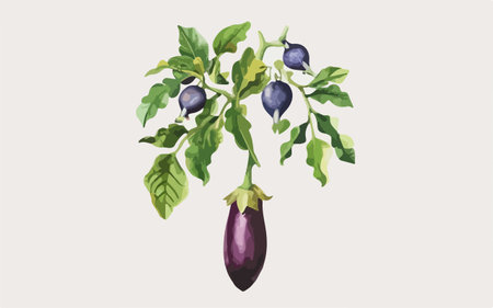 Eggplant or aubergine with leaves. Vector illustration.のイラスト素材