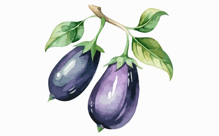 Eggplants on a white background. Watercolor illustration.のイラスト素材