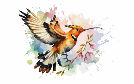 Eurasian Hoopoe, Watercolor painting, hand drawn illustrationのイラスト素材