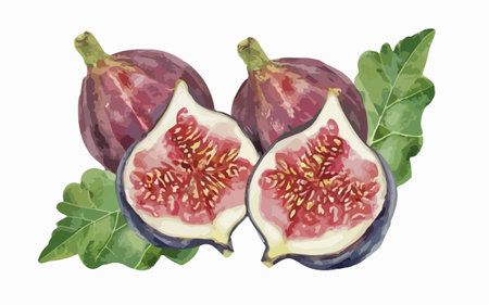 Fresh figs isolated on white background. Watercolor hand drawn illustrationのイラスト素材