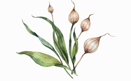 Watercolor illustration of Orchid flowers. Hand drawn botanical illustration.のイラスト素材