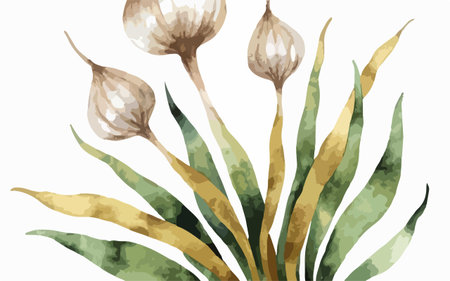 Watercolor illustration of a bouquet of garlic. Vector image.のイラスト素材