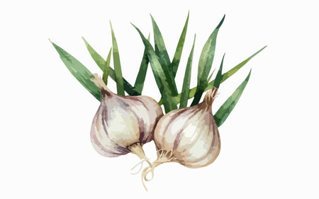 Garlic and onion isolated on white background. Watercolor illustration.のイラスト素材