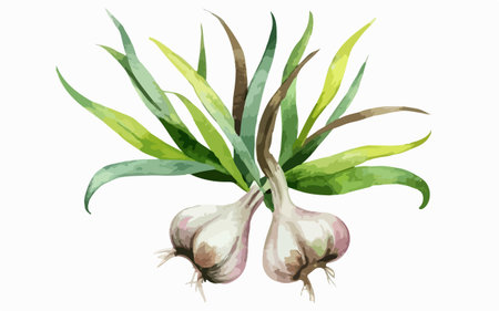Illustration of a bunch of onions with leaves on a white backgroundのイラスト素材