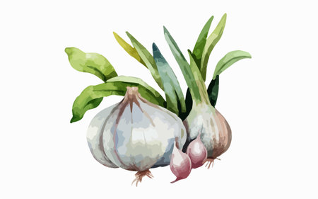 Garlic and onion isolated on white background. Watercolor illustration.のイラスト素材