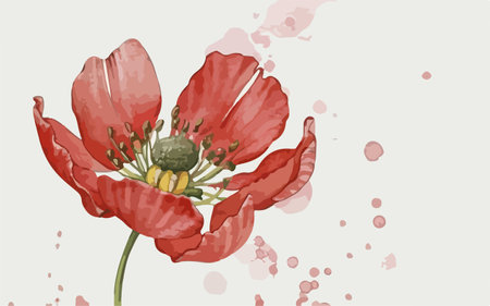 Red poppies on a white background with watercolor splashesのイラスト素材