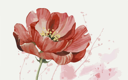 Beautiful red peony on a white background. Watercolor illustration.のイラスト素材